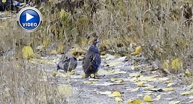 Çil keklik sürüsü görüntülendi