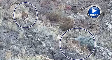 Dağ Keçisi ailesi objektiflere yansıdı