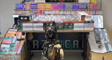 Dedektör köpek Hera iş başında! 11 bin 600 kaçak ürünü yakalattı