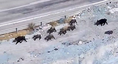 Domuz sürüsü kameralara yansıdı