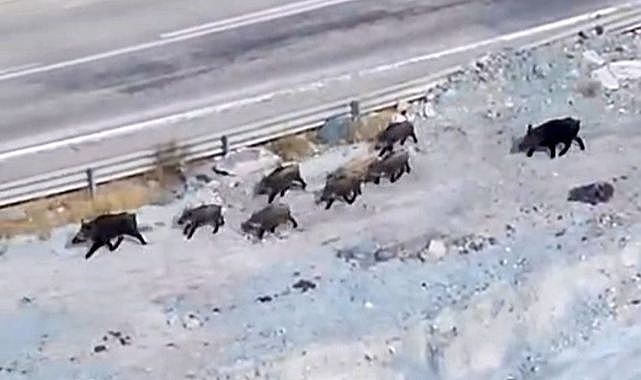 Domuz sürüsü kameralara yansıdı