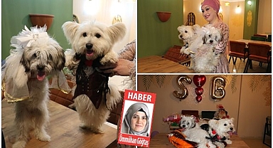 Erzurum'da köpek düğünü  Davetiye, kına, pasta her şey tamdı