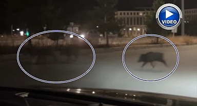 Erzurum'da yaban domuzu sürüsü kent merkezine indi