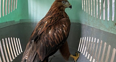 Erzurum'un kızıl şahinleri doğaya salındı