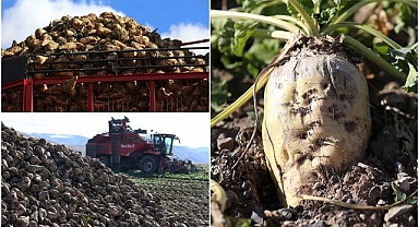 Erzurum’un tarlaları şekere doydu!