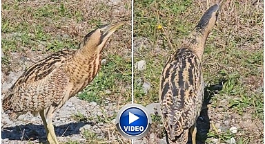 Göç döneminde ilk kez kayıt altında