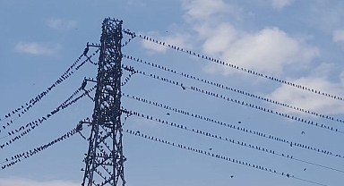 Göçmen kuşlar büyüledi