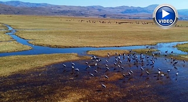 Göçün zarif kanatları Erzurum’da