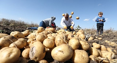 Havalar soğudu, hasat hızlandı