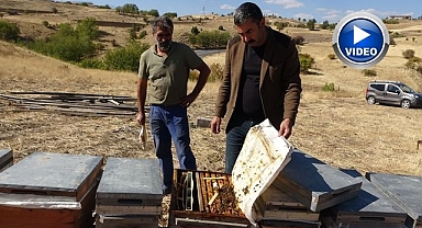 İklim değişikliği arıları etkiledi: Rekolte düştü!