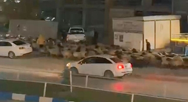 İşlek caddede koyun sürüsü ilgi çekti