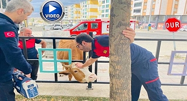 Kafası sıkışan inek için zamanla yarıştılar