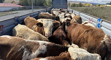 Karantina bitti... Sevkiyatlar hızlandı!