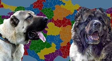 Karslılar ile Sivaslılar karşı karşıya  Kafkas mı, kangal mı?