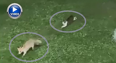 Kedi ile tilkinin oyun keyfi