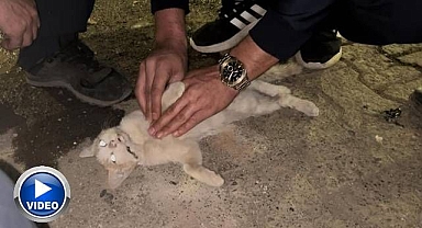 Kediye itfaiyeden kalp masajı! Tüm çabalara rağmen....