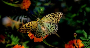 Kelebeklerin renkli dansı görenleri büyüledi