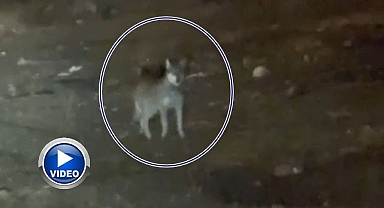 Kurt şehir merkezinde gezintiye çıktı