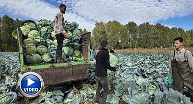 Lahana hasadına başlandı