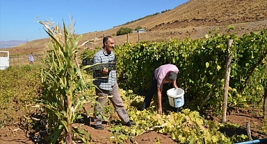 Memleketine dönenler toprağı bereketle doldurdu