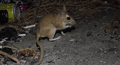 Nesli tükenen bir hayvan Erzurum'da görüldü