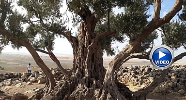 O dağda Nuh’un Gemisine dair yeni iz