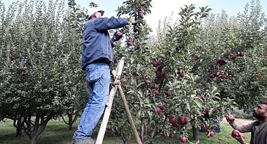 Şehrin ekonomisine elma katkısı!