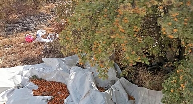 Şifa deposu alıçta hasat devam ediyor