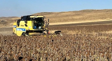 Şimdi hasat zamanı...