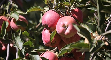 Soğuk memlekette mikroklima mucizesi