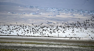 Sulak alanlarda göç hareketliliği