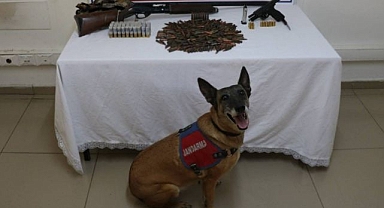 Tezek yığınının altına bakın ne saklamışlar!