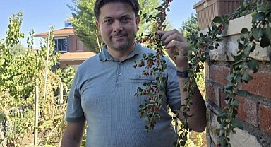 Tropik meyveleri iklime adapte etti