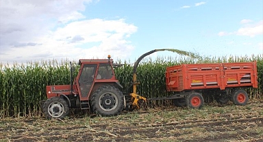 Üreticiler silajlık mısır hasadına başladı