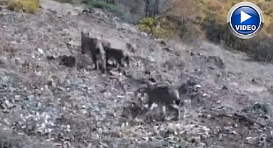 Vaşak ailesi kameralara yakalandı