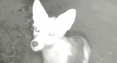 Yaban hayatı kamerada