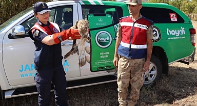 Yaralı kartal tedavi altına alındı