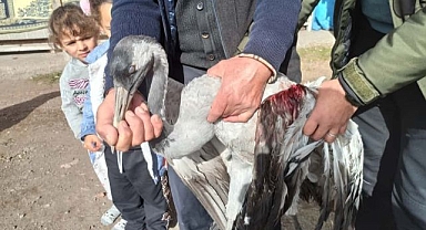 Yaralı turna tedavi altında