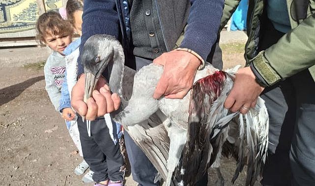 Yaralı turna tedavi altında