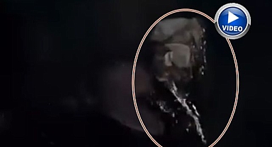 Yiyecek arayışında olan su samuru görüntülendi