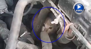 4 yavru kedinin dolmuş motorundaki yolculuğu