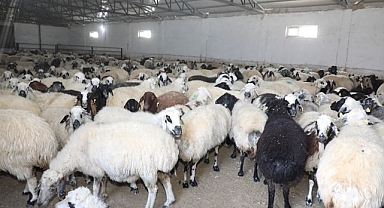 400 kapasiteli ağıl faaliyete başladı