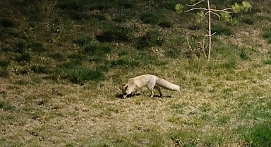 Aç kalan tilki yerleşim yerine indi