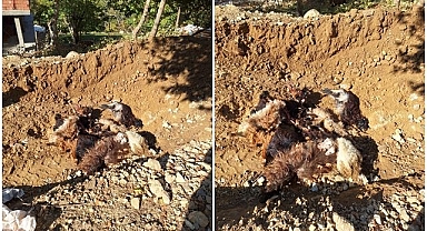 Ağıla giren kurtlar koyunları telef etti