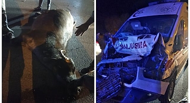Ambulansın önüne manda çıktı: Kaza kaçınılmaz oldu