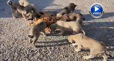 Anne ve yavru köpekleri tencere yemekle besledi