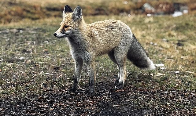 Soğuklar kapıda, yaban hayatının yiyecek telaşı başladı!