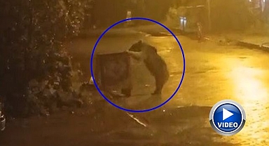 Ayılar kış uykusunu unuttu