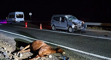 Başıboş hayvanlar kazaya neden oldu!