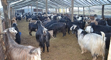 Besiciler kış hazırlığını çadırla yaptı